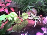Foto0008.jpg