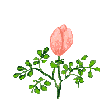 flors.gif