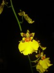 oncidium.jpg