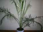 Palmera.jpg