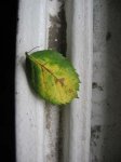 IMG_4167_1.jpg