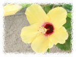 hibiscus amarillo.JPG