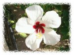 hibiscus blanco.JPG
