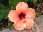 hibiscus color salmon.JPG