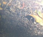 tierra_bonsai.jpg