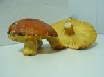 PIC_0005.JPG