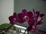 Phal 6038.JPG