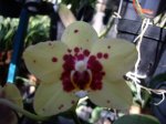 Phal 6111.JPG