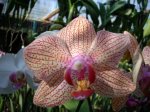Phal 6112 (2).JPG