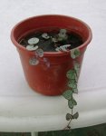 Imagen 0445.jpg