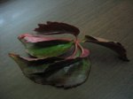 mini-enredadera roja.jpg