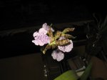 Copia de IMG_4567.jpg