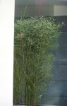 PLANTA SH VISITA (OTRA OPCIÓN).jpg
