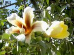 chorisia_insignis1421.jpg