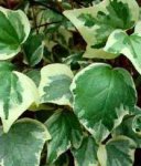 hedera-canariensis.jpg