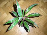 CordylineTerminalis01.jpg