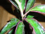 CordylineTerminalis03.jpg