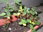 plantitas 008.jpg