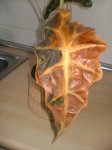 2006_1031Imagen0001.JPG