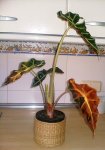 2006_1031Imagen0002.JPG