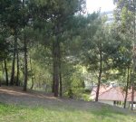 pinos2.jpg