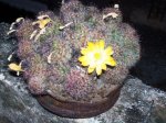 Mammillaria sp10.jpg