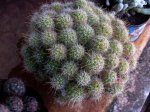 Mammillaria sp2.jpg