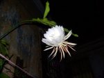 Epyphylum 3 (flor).jpg