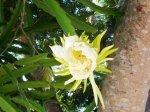 Hylocereus undatus (flor).jpg