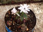 Lobivia (con flor).jpg