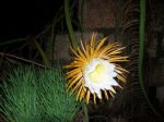 Selenicereus (flor).jpg