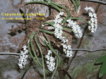 Capanemia-superflua-01.gif