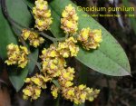 Oncidium pumilum.jpg