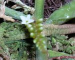 Campylocentrum aromaticum.jpg
