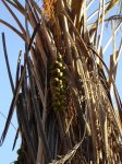 Fruto de Parajubaea.JPG