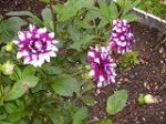 flores1.JPG
