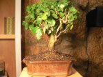 ligustrum nitida1.JPG