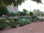 IMG_8950.jpg