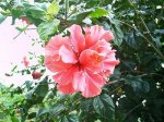 Flor-Planta 28.JPG