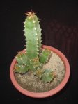 Euphorbia resinifera.JPG
