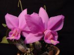 cattleya nobilior nativa.jpg