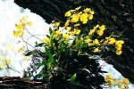 Oncidium_bifolium.jpg