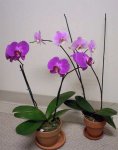 phalaenopsis_Big.jpg