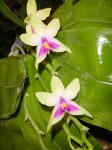 phalaenopsis_bellina_2.jpg