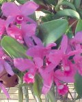 Cattleya Skinneri1.jpg