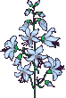 flwr11.gif