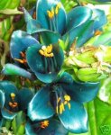FLOR MISTERIOSA.JPG
