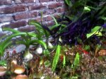 Cebolla - 06-11-04.JPG