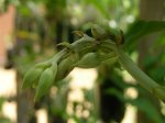 Catasetum pileatum enferma.JPG
