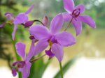 Spathoglottis unguiculatta.jpg